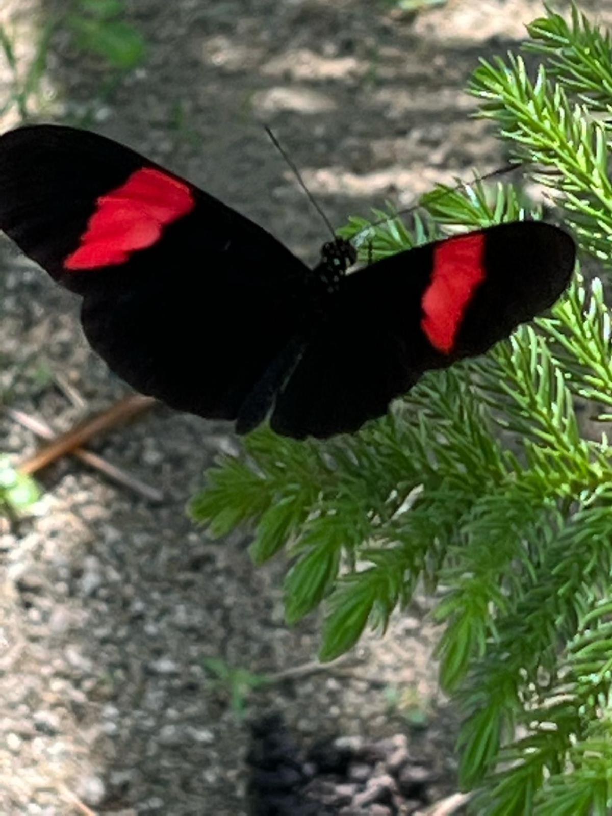 Tawaca Zone 5*